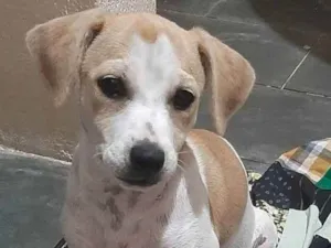Cachorro raça Vira lata  idade 2 a 6 meses nome Mel 