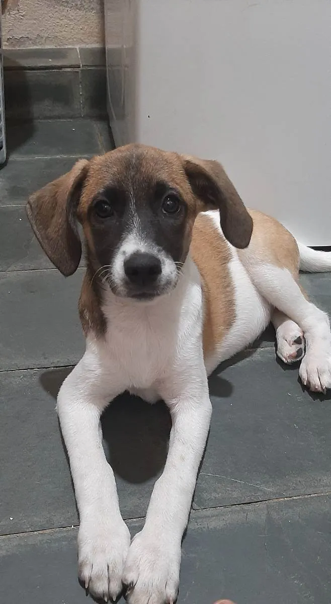 Cachorro raça Vira lata  idade 2 a 6 meses nome Luna 