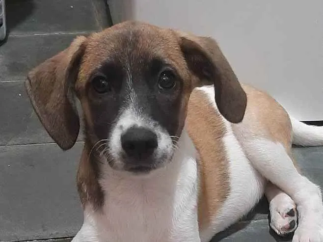 Cachorro raça Vira lata  idade 2 a 6 meses nome Luna 