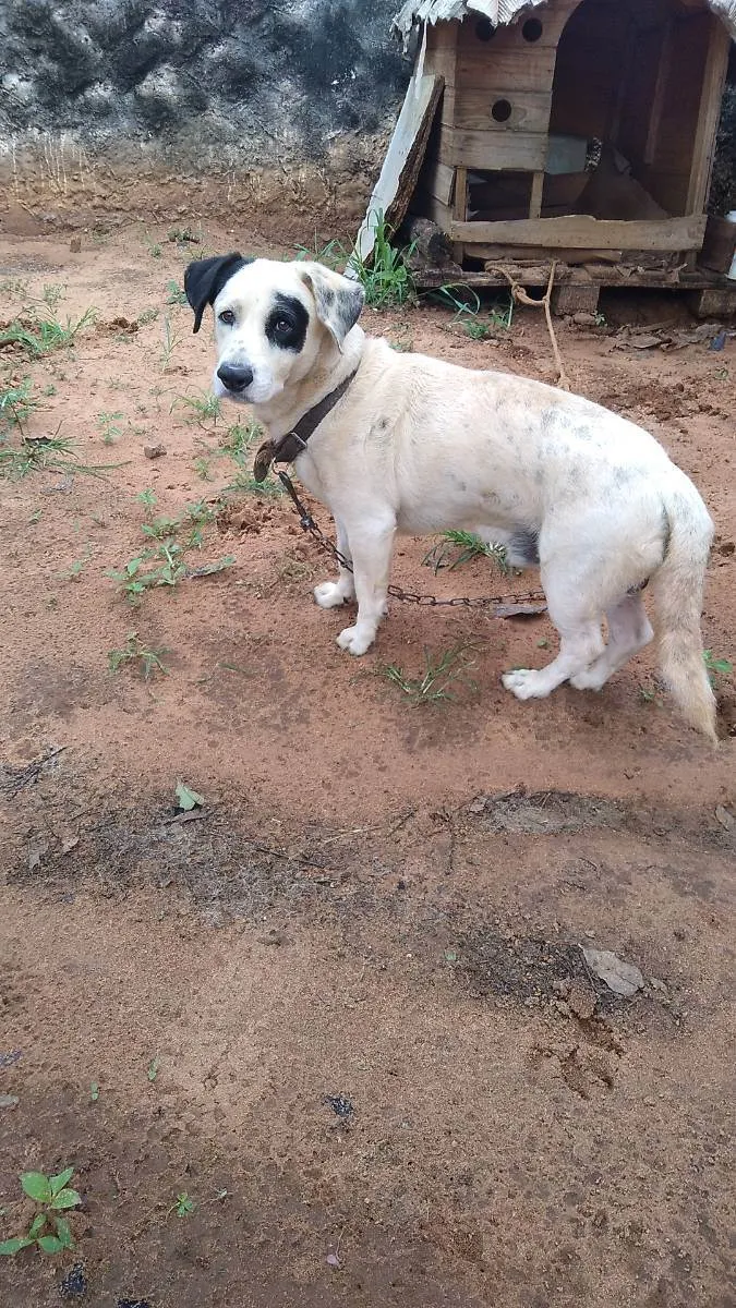 Cachorro ra a Mestiço  idade 4 anos nome Pirata 