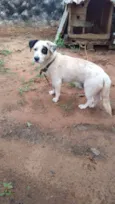 Pirata