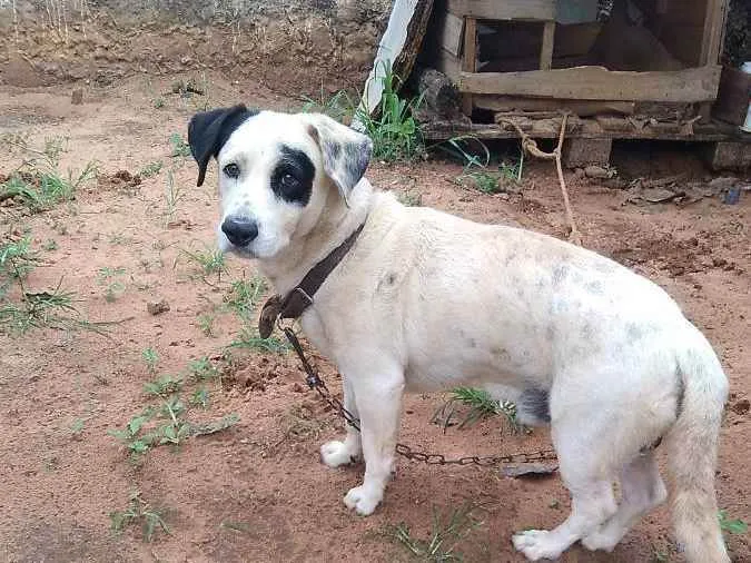 Cachorro ra a Mestiço  idade 4 anos nome Pirata 