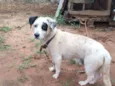 Pirata