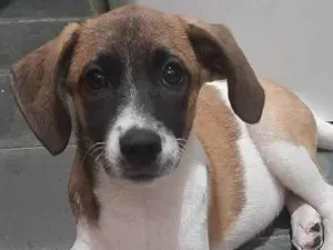 Cachorro raça Vira lata  idade 2 a 6 meses nome Luna 