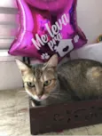 Gato raça Srd idade 2 anos nome Zara