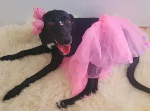 Cachorro raça Srd idade 1 ano nome Amora
