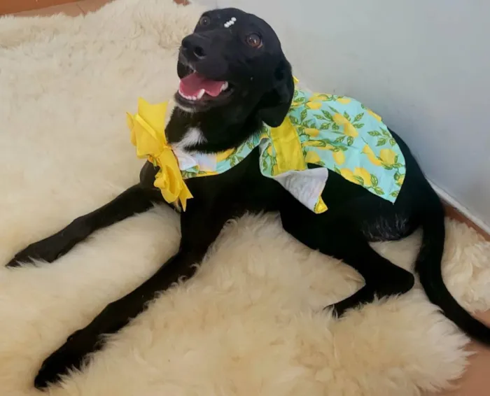 Cachorro ra a Srd idade 1 ano nome Amora