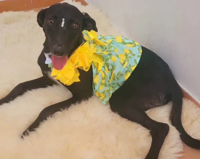 Cachorro ra a Srd idade 1 ano nome Amora