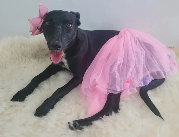 Cachorro ra a Srd idade 1 ano nome Amora