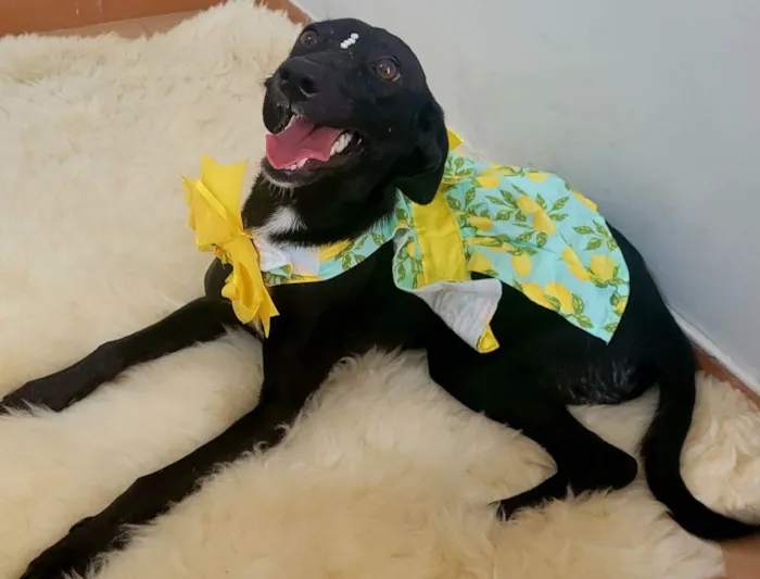 Cachorro ra a Srd idade 1 ano nome Amora