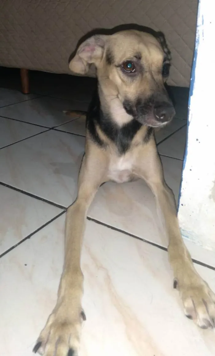 Cachorro ra a Não  idade 1 ano nome Lili