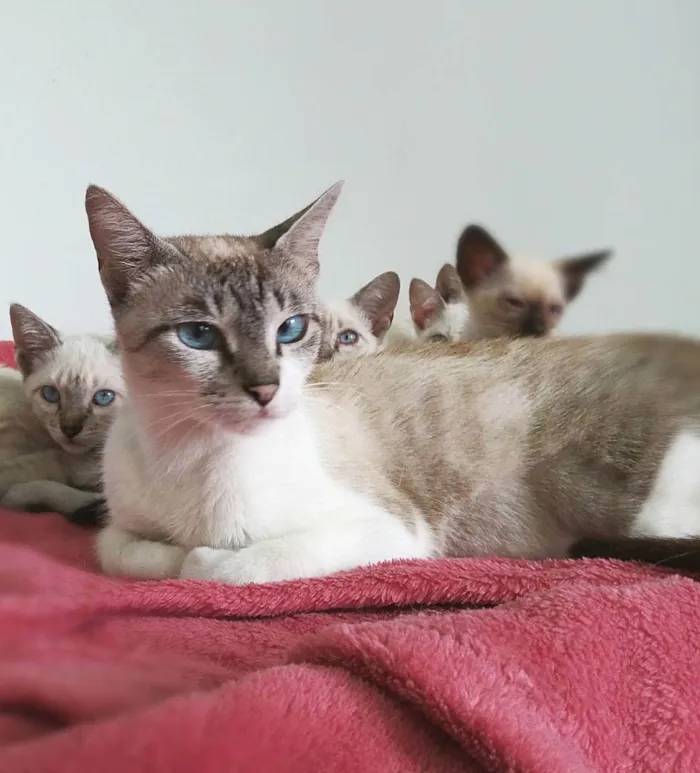 Gato raça srd idade 1 ano nome penny