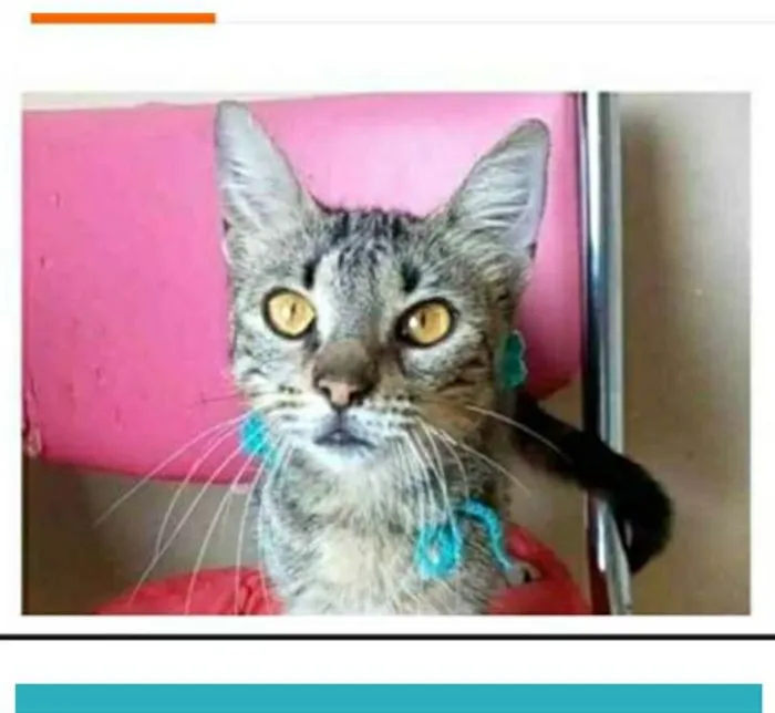 Gato ra a srd tigradinha idade 7 a 11 meses nome NINA