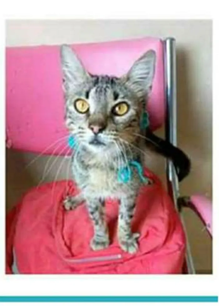 Gato ra a srd tigradinha idade 7 a 11 meses nome NINA
