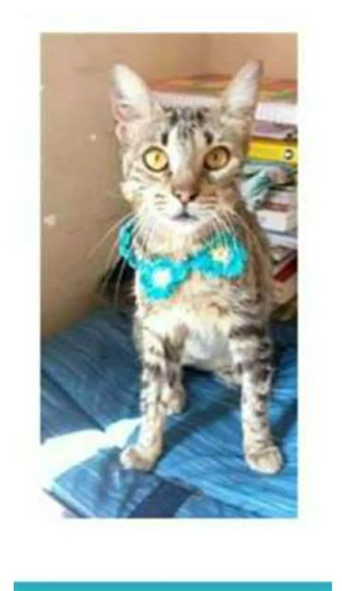 Gato ra a srd tigradinha idade 7 a 11 meses nome NINA