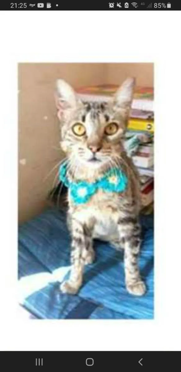 Gato ra a srd tigradinha idade 7 a 11 meses nome NINA