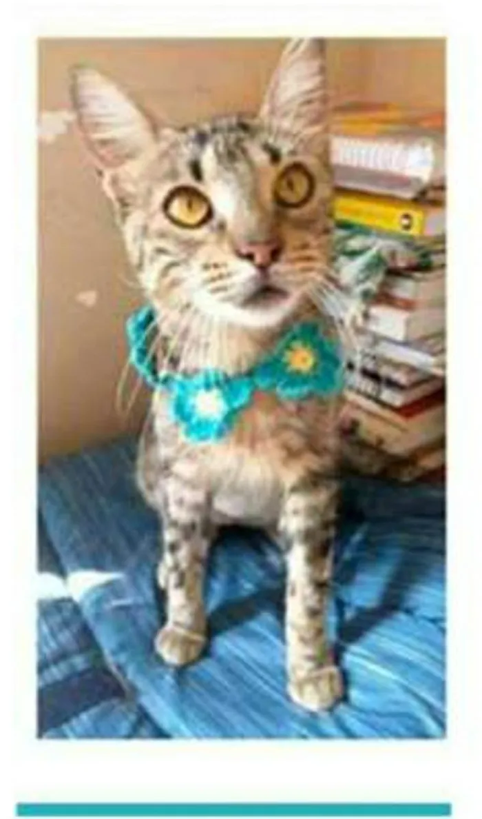 Gato ra a srd tigradinha idade 7 a 11 meses nome NINA