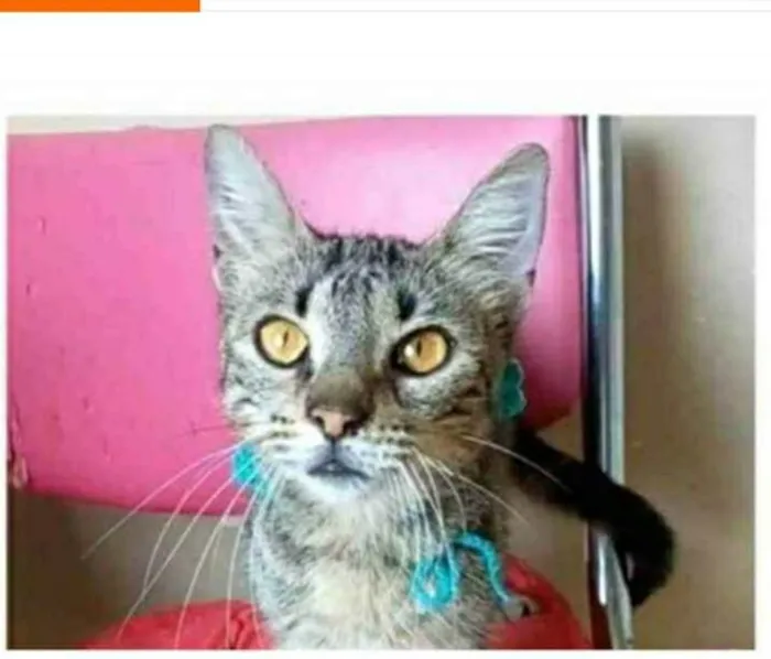 Gato ra a srd tigradinha idade 7 a 11 meses nome NINA
