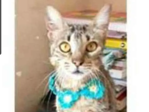 Gato ra a srd tigradinha idade 7 a 11 meses nome NINA