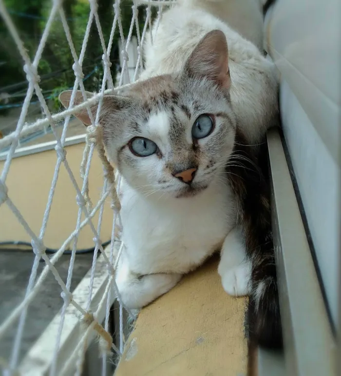 Gato raça srd idade 1 ano nome penny