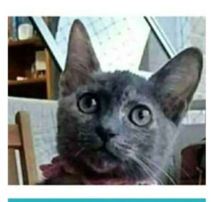 Gato ra a srd escaminha  idade 2 a 6 meses nome MARIA
