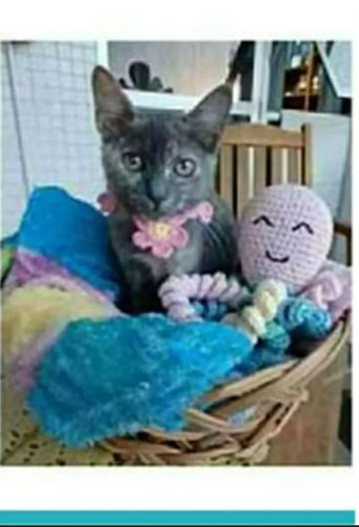 Gato ra a srd escaminha  idade 2 a 6 meses nome MARIA