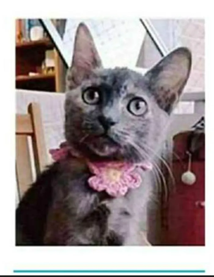 Gato ra a srd escaminha  idade 2 a 6 meses nome MARIA