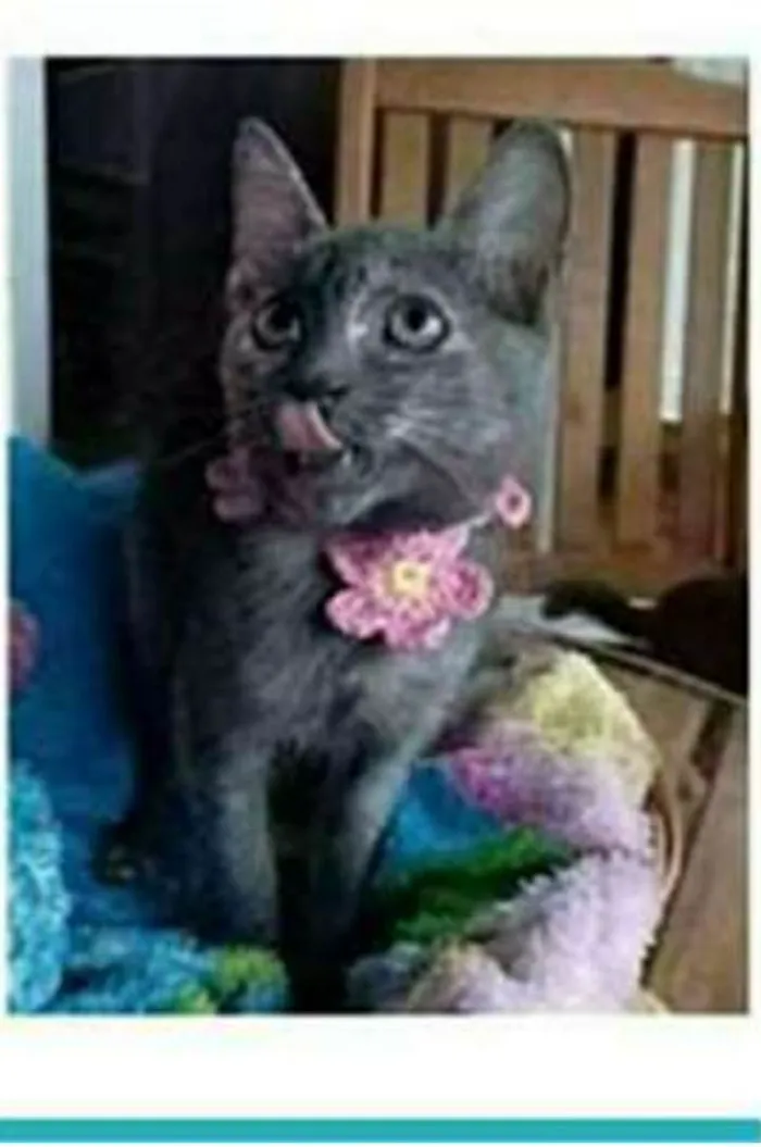 Gato ra a srd escaminha  idade 2 a 6 meses nome MARIA