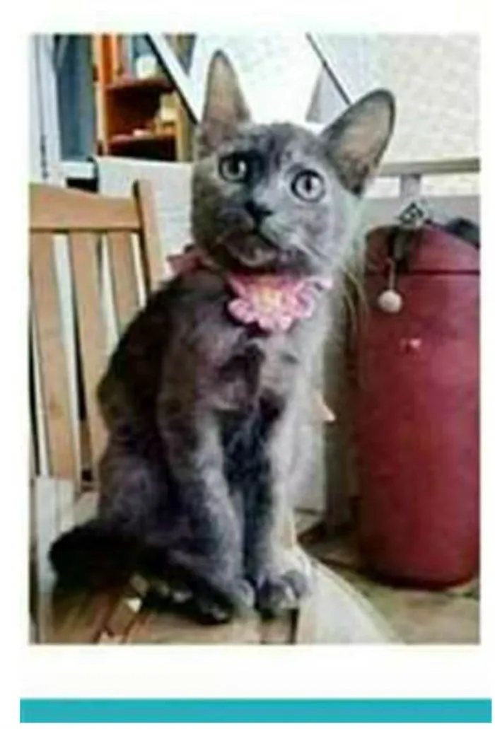 Gato ra a srd escaminha  idade 2 a 6 meses nome MARIA