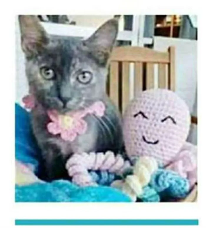 Gato ra a srd escaminha  idade 2 a 6 meses nome MARIA