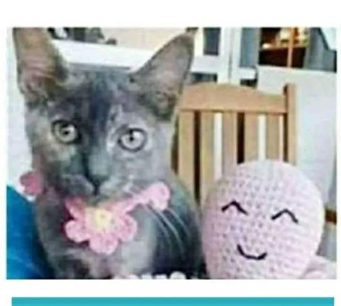Gato ra a srd escaminha  idade 2 a 6 meses nome MARIA
