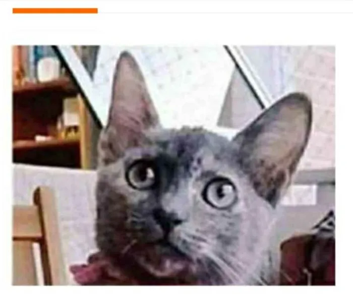 Gato ra a srd escaminha  idade 2 a 6 meses nome MARIA