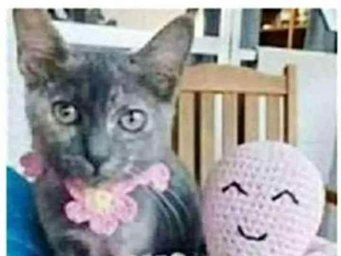 Gato ra a srd escaminha  idade 2 a 6 meses nome MARIA