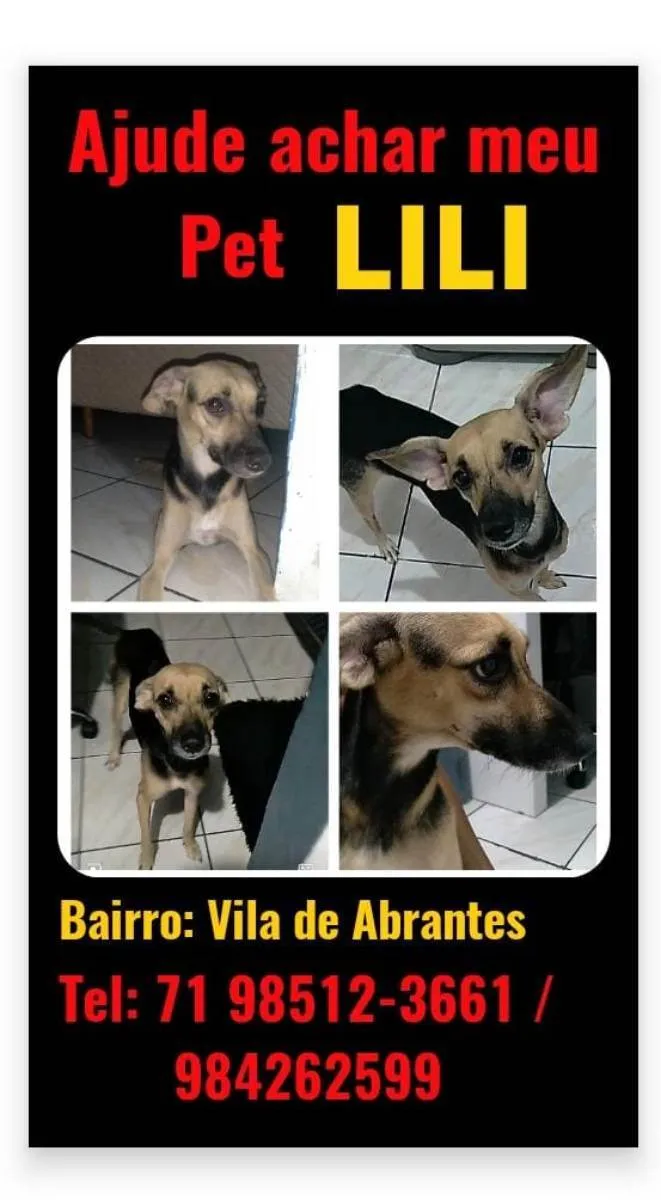 Cachorro ra a Não  idade 1 ano nome Lili