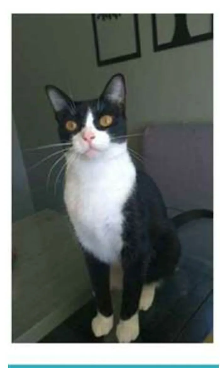 Gato raça srd frajolinha  idade 2 anos nome MARGÔ
