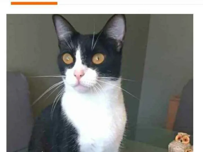 Gato raça srd frajolinha  idade 2 anos nome MARGÔ