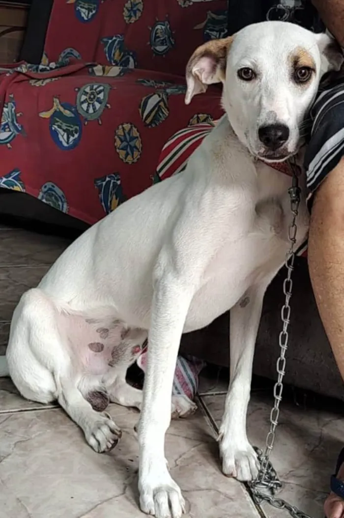 Cachorro ra a SRD idade 7 a 11 meses nome Jonny