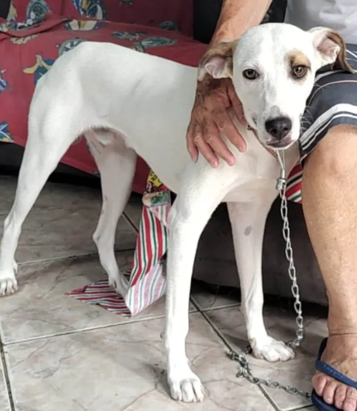 Cachorro ra a SRD idade 7 a 11 meses nome Jonny