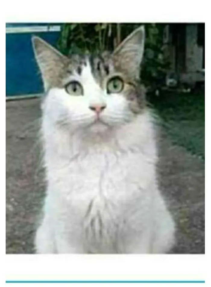 Gato raça srd bicolor idade 1 ano nome FIONA