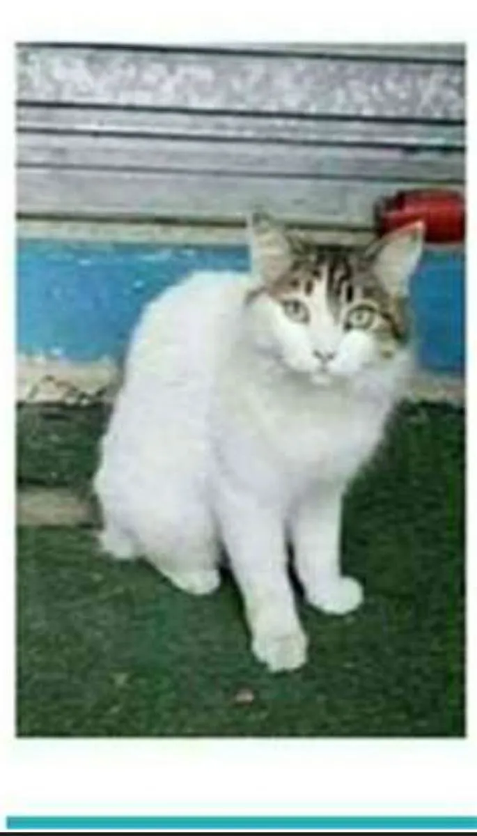 Gato raça srd bicolor idade 1 ano nome FIONA
