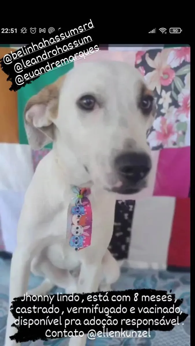 Cachorro ra a SRD idade 7 a 11 meses nome Jonny