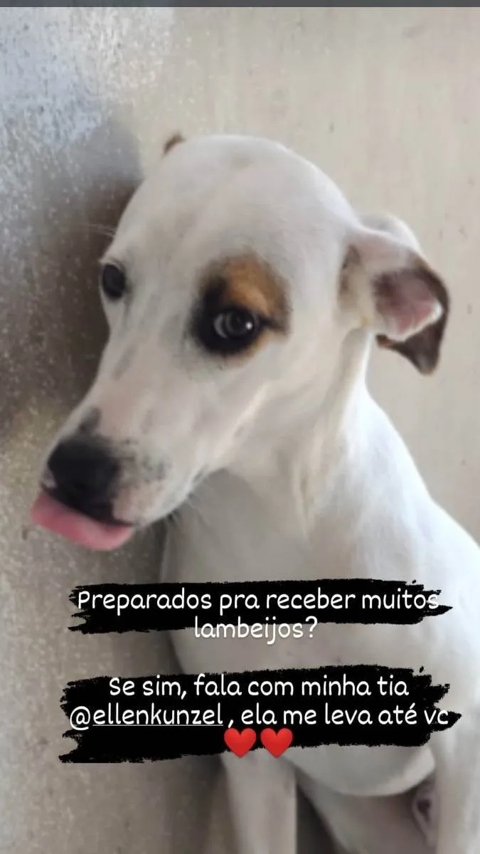 Cachorro ra a SRD idade 7 a 11 meses nome Jonny