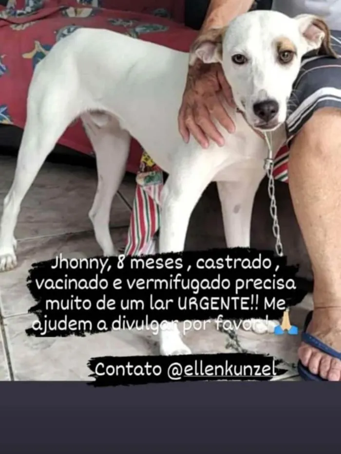 Cachorro ra a SRD idade 7 a 11 meses nome Jonny