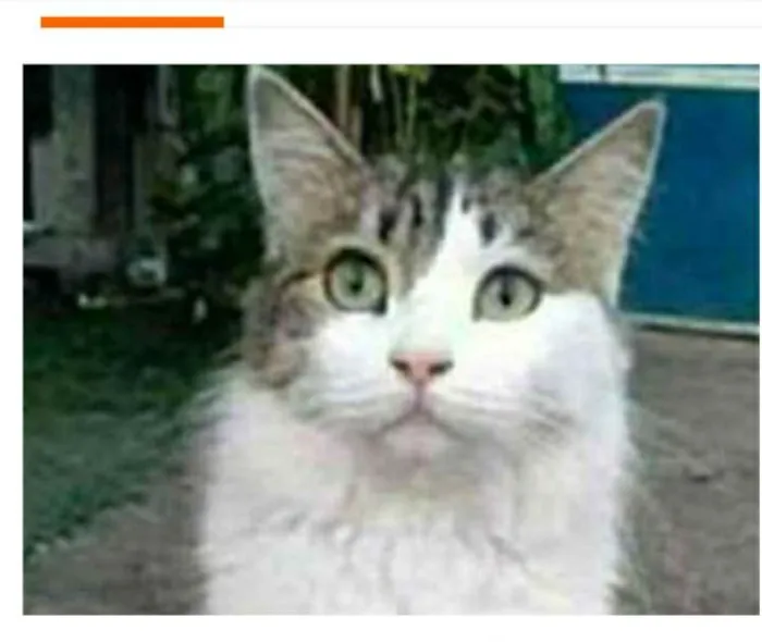 Gato raça srd bicolor idade 1 ano nome FIONA