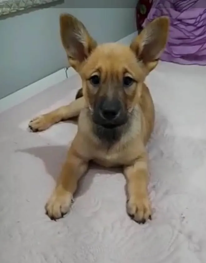 Cachorro ra a Srd idade 2 a 6 meses nome Vida