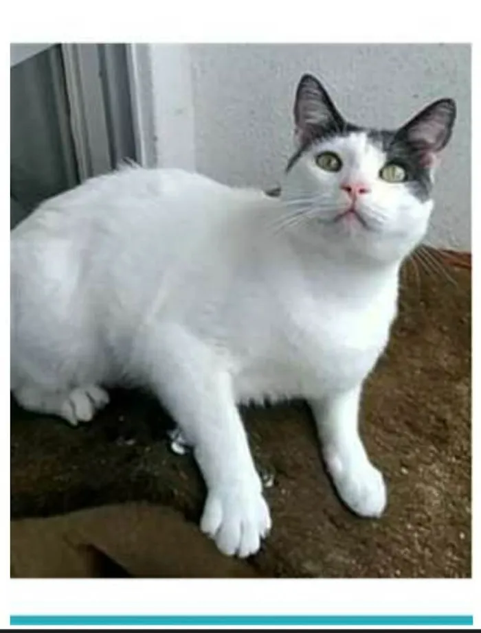Gato raça srd bicolor idade 2 anos nome JOHN