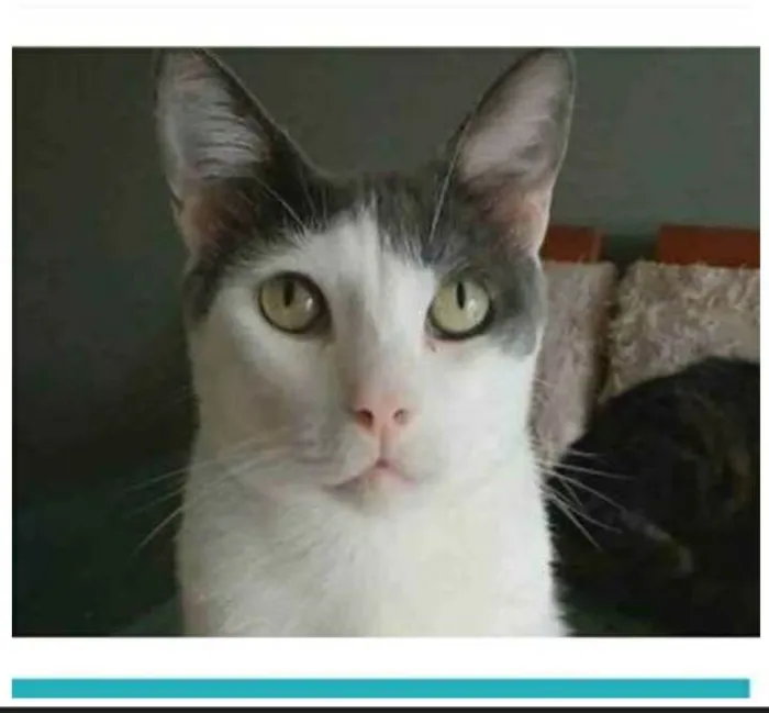 Gato raça srd bicolor idade 2 anos nome JOHN