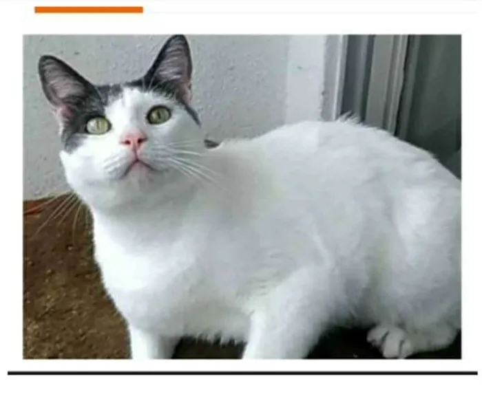 Gato raça srd bicolor idade 2 anos nome JOHN