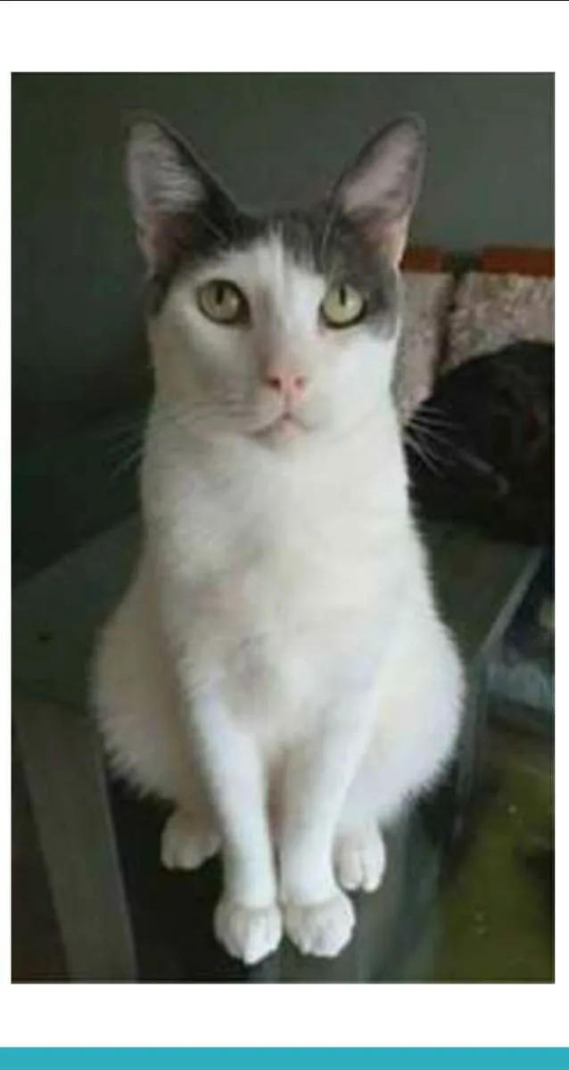 Gato raça srd bicolor idade 2 anos nome JOHN