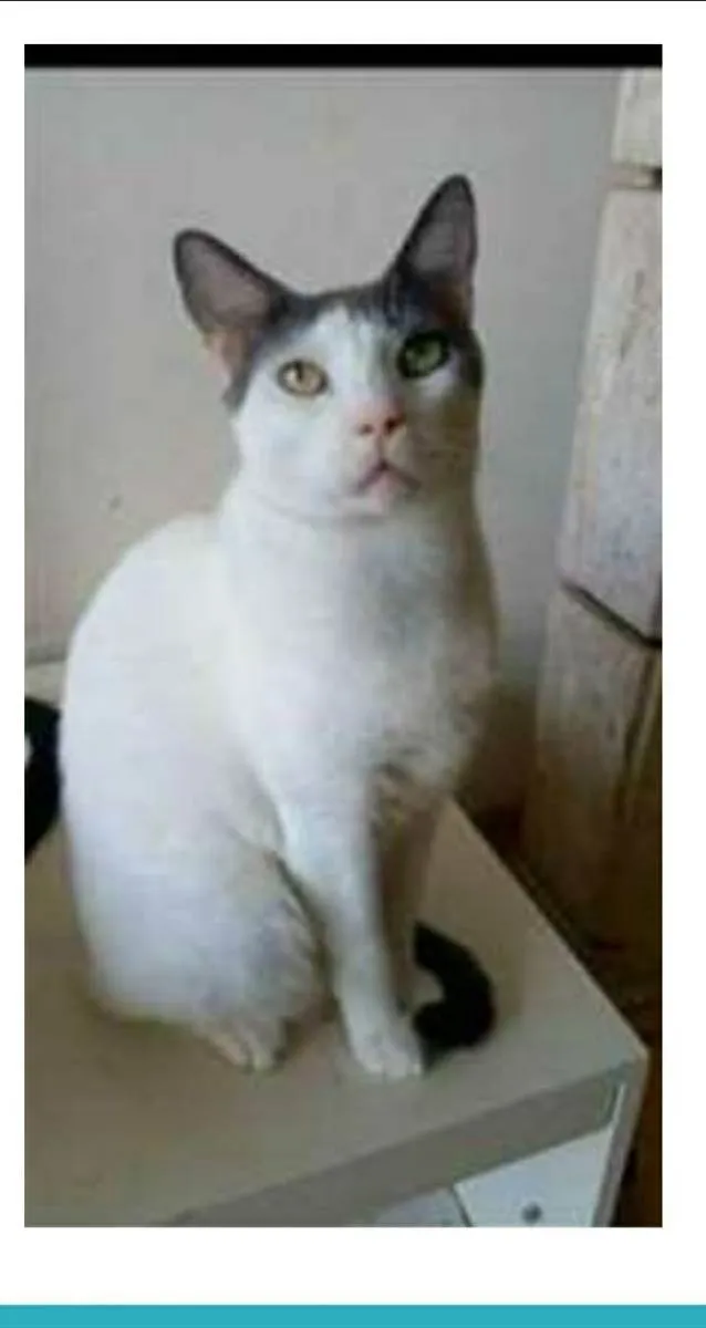 Gato raça srd bicolor idade 2 anos nome JOHN